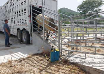 Ganaderos de Petén aumentan exportaciones de bovinos a México