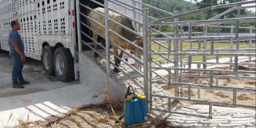 Ganaderos de Petén aumentan exportaciones de bovinos a México