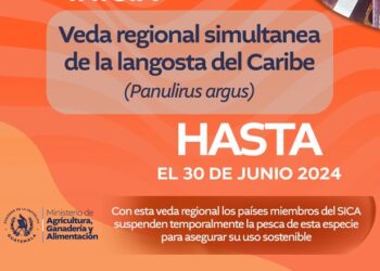 MAGA declara veda temporal de pesca de langosta