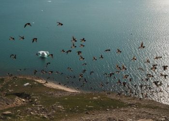 Analizan comportamiento de ave marina del Atlántico. / Foto: Yahoo Finanzas.