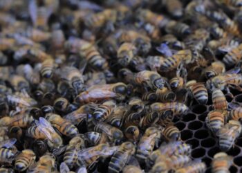 Aumentar la producción de miel en Petén es esencial para Agricultura. / Foto: MAGA.