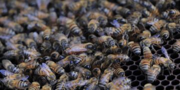 Aumentar la producción de miel en Petén es esencial para Agricultura. / Foto: MAGA.