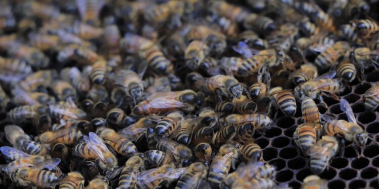 Aumentar la producción de miel en Petén es esencial para Agricultura. / Foto: MAGA.