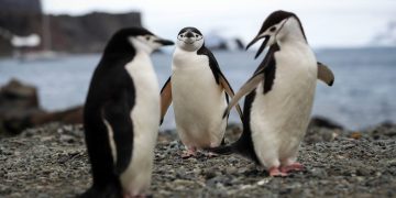 Cambio climático altera comportamiento de los pingüinos. / Foto: EFEverde.