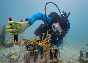 Plantación de coral en barreras degradadas. / Foto: The Nature Conservancy.
