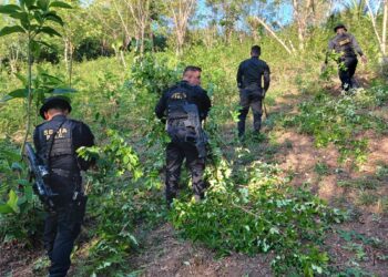 Policías antinarcóticos erradican más de 100 mil arbustos de hoja de coca