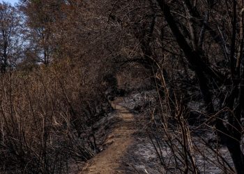 Incendio arrasa con cultivos en Santa María de Jesús