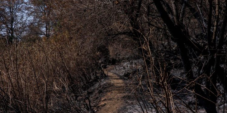 Incendio arrasa con cultivos en Santa María de Jesús