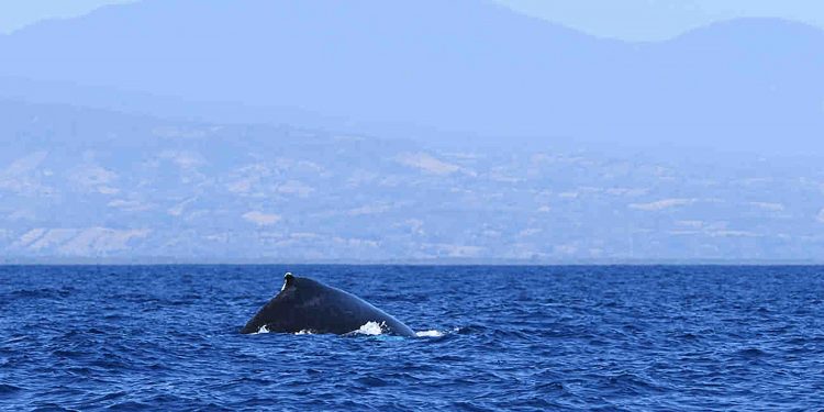 Observación de cetáceos y otra fauna marina en el Pacífico guatemalteco