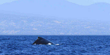 Impulsan el uso sostenible de la diversidad biológica en zonas marinas y costeras