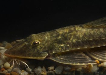 Una de las nuevas posibles especies de Bolivia. / Foto: EFE y Sociedad para la Conservación de la Vida Silvestre.