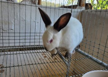 MAGA brinda herramientas para crianza de conejos de raza California