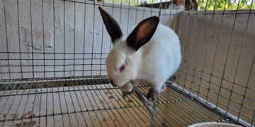 MAGA brinda herramientas para crianza de conejos de raza California