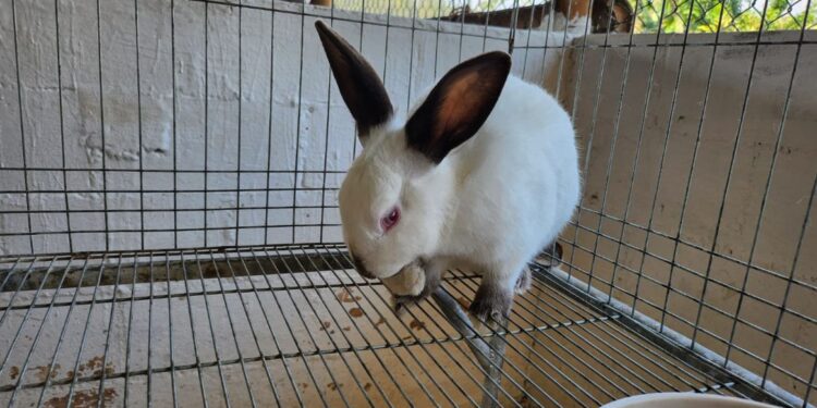 MAGA brinda herramientas para crianza de conejos de raza California