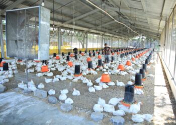 Mantienen supervisiones para garantizar sanidad en granjas avícolas