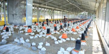 Mantienen supervisiones para garantizar sanidad en granjas avícolas