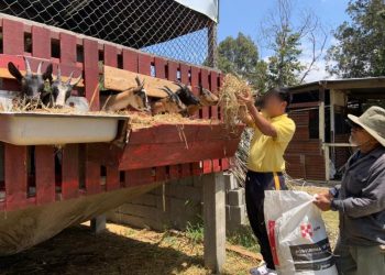 Además de la agricultura, conocieron sobre crianza de animales de granja. / Foto: MAGA.