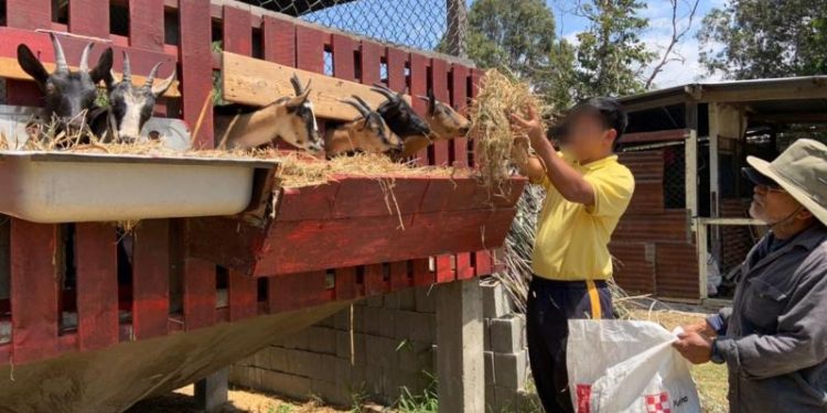 Además de la agricultura, conocieron sobre crianza de animales de granja. / Foto: MAGA.