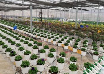 Productores cumplen requisitos para exportar maíz dulce y plantas ornamentales
