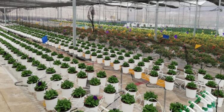 Productores cumplen requisitos para exportar maíz dulce y plantas ornamentales