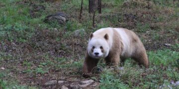 Los excepcionalmente raros osos pandas pardos lo son por una mutación genética