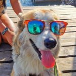 Tus mascotas también merecen vacaciones, protégelas del calor