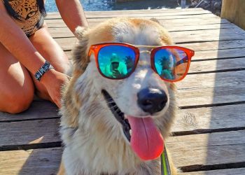 Tus mascotas también merecen vacaciones, protégelas del calor