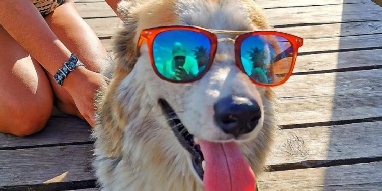 Tus mascotas también merecen vacaciones, protégelas del calor