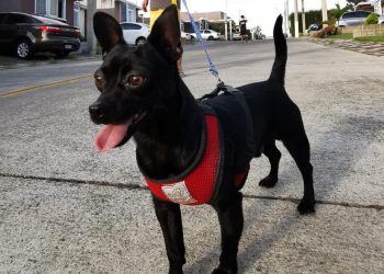 Las mascotas necesitan cuidados en la época de calor. / Foto: MAGA.