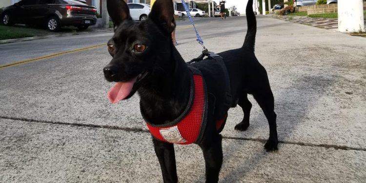 Las mascotas necesitan cuidados en la época de calor. / Foto: MAGA.