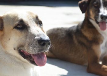 Interacción con perros disminuye el estrés. / Foto: MSPAS.