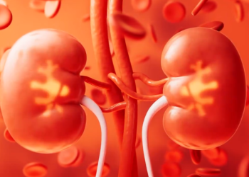 Los riñones son el filtro del cuerpo. / Foto: MSPAS.