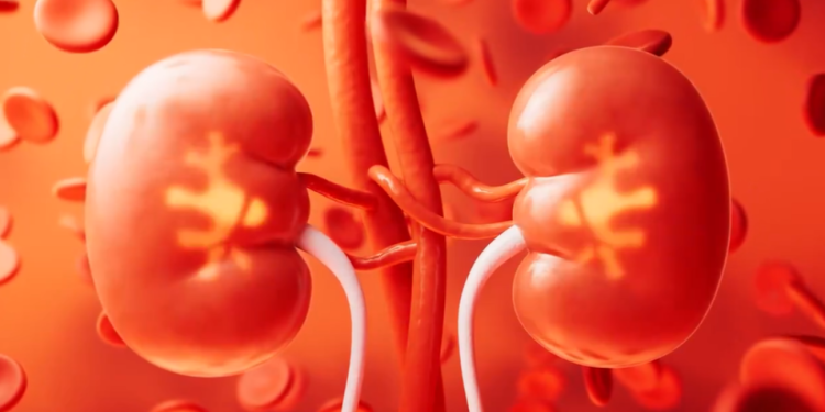 Los riñones son el filtro del cuerpo. / Foto: MSPAS.