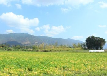 Las plantas tienen diferentes necesidades ante el calor. / Foto: MAGA.