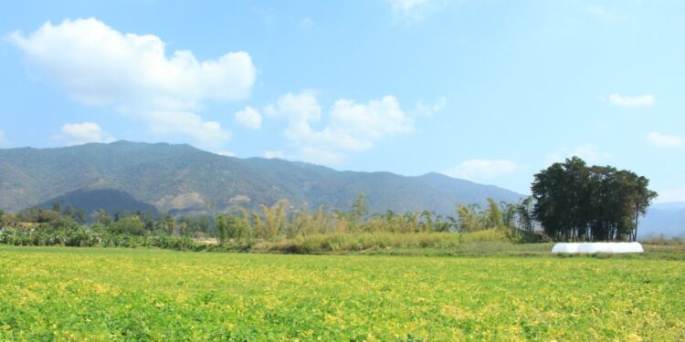 Las plantas tienen diferentes necesidades ante el calor. / Foto: MAGA.