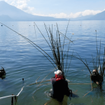 El tul, la maravillosa barrera natural del lago de Atitlán
