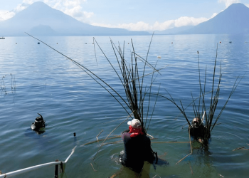 El tul limpia el agua del lago. / Foto: DCA.