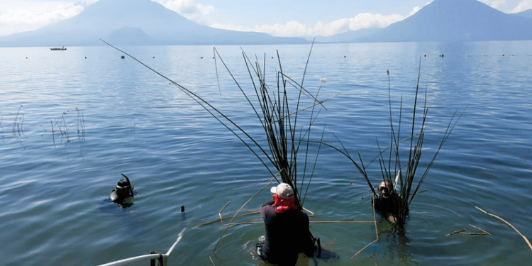 El tul limpia el agua del lago. / Foto: DCA.