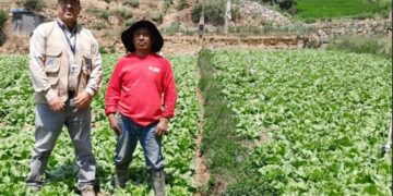 Agricultores de Almolonga fortalecen sus capacidades con parcelas de aprendizaje