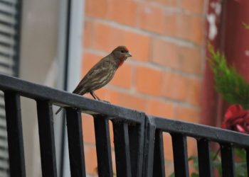 Las aves y el ruido