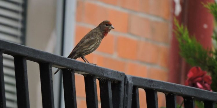 Las aves y el ruido
