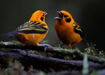 Analizan genética del canto de las aves. / Foto: EFE.