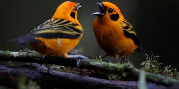 Analizan genética del canto de las aves. / Foto: EFE.