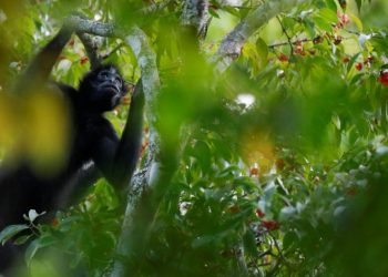 Cambio climático y biodiversidad