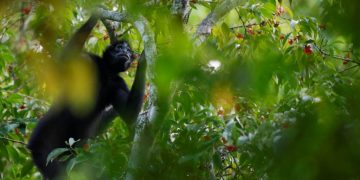 Cambio climático y biodiversidad