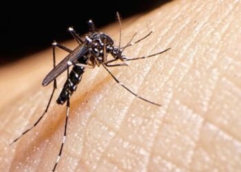 MSPAS pide prevenir en casa ante elevado registro de casos de dengue