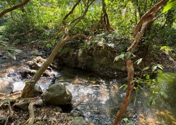 Conap invita a participar en el Reto Naturalista 2024