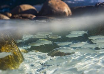 Encuentros buscan proteger los océanos. / Foto: EFEverde.