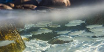 Encuentros buscan proteger los océanos. / Foto: EFEverde.