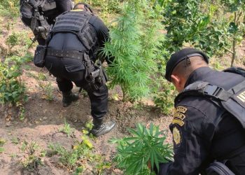Agentes antinarcóticos erradican 10 mil 930 plantaciones de marihuana en Totonicapán